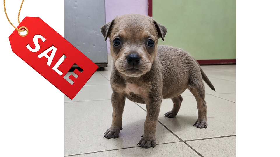 BASTIAN PITBUL MEDAN` BELA