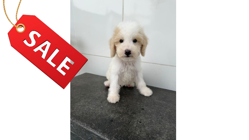 REXY VON WINSTON PETS STAR