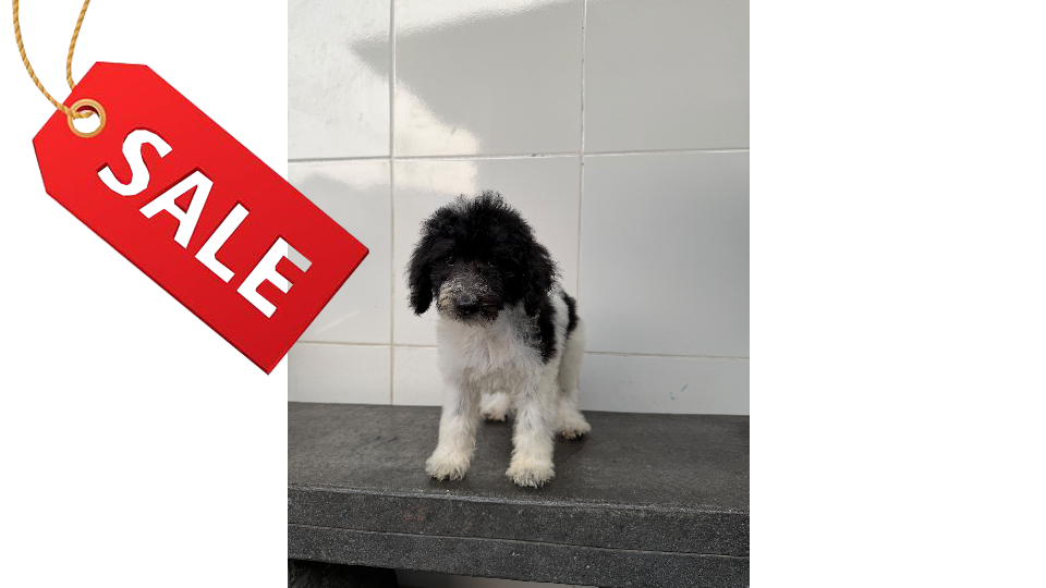 ROCKY VON WINSTON PETS STAR