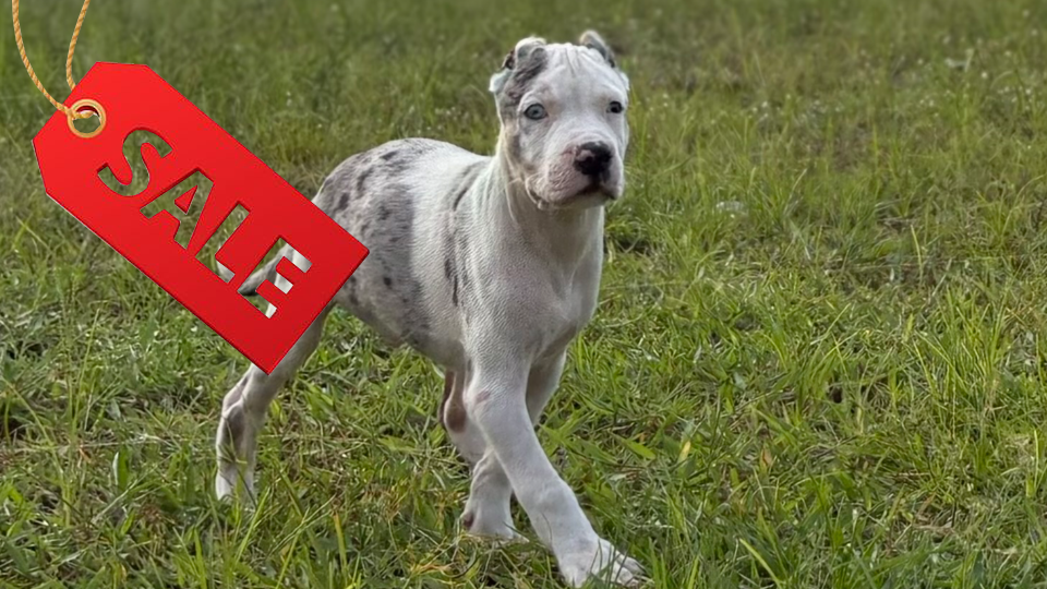 DIAMOND` DAX