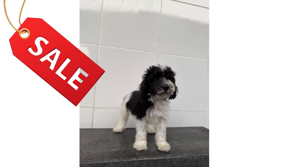 RUMI VON WINSTON PETS STAR