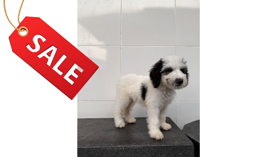 RIO VON WINSTON PETS STAR