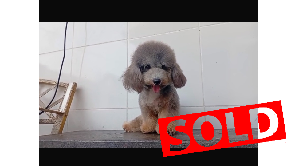 THOMAS VON WINSTON PETS STAR