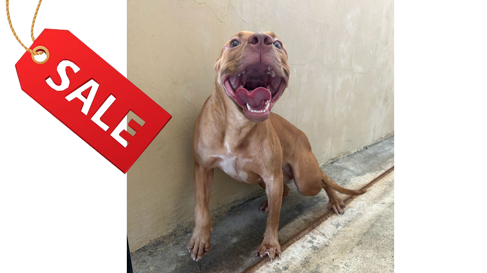 MUFFY VON KAKA ADE BITUNG