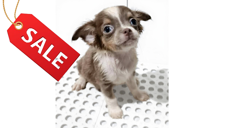 COOPER VON WINSTON PETS STAR