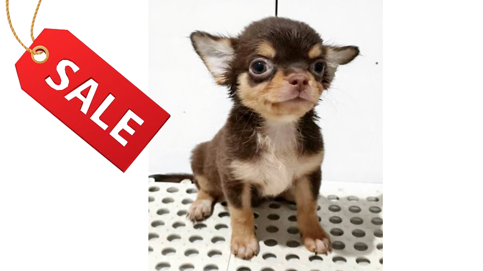 CANDY VON WINSTON PETS STAR