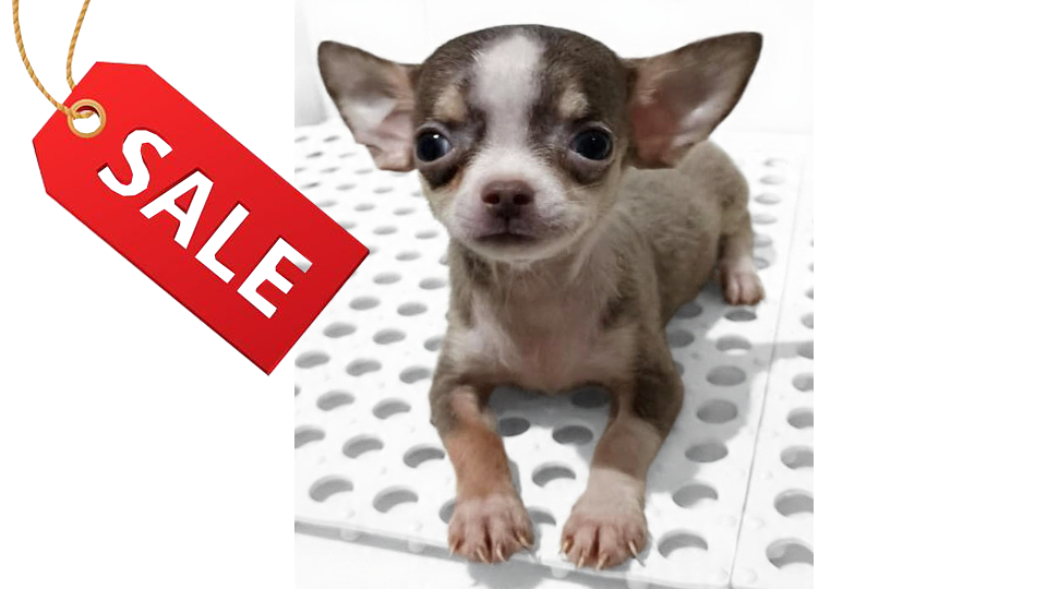CORA VON WINSTON PETS STAR