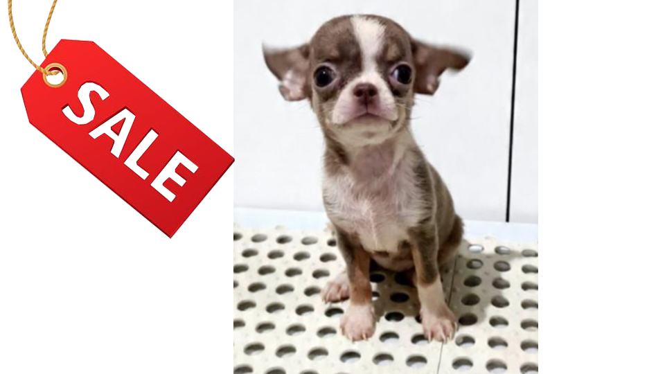 CALLIE VON WINSTON PETS STAR