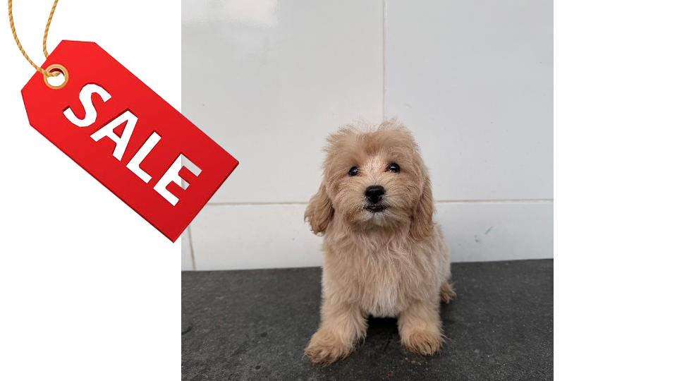 VELIA BELLE VON WINSTON PETS STAR