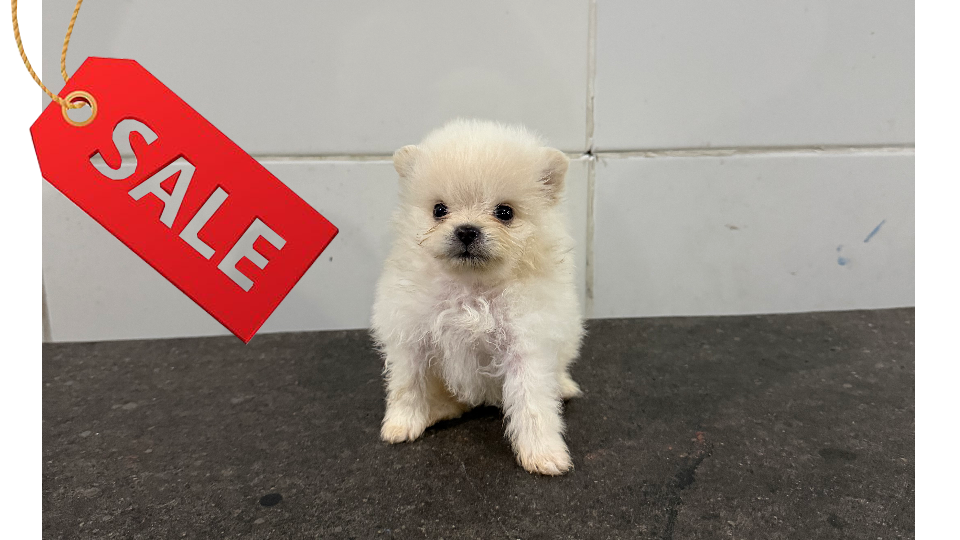 LUCKY VON WINSTON PETS STAR