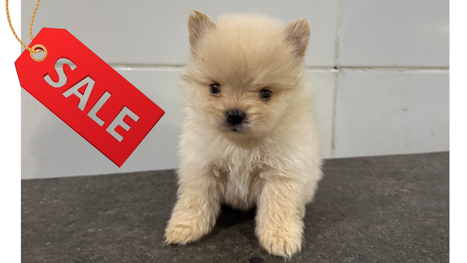 LEO VON WINSTON PETS STAR