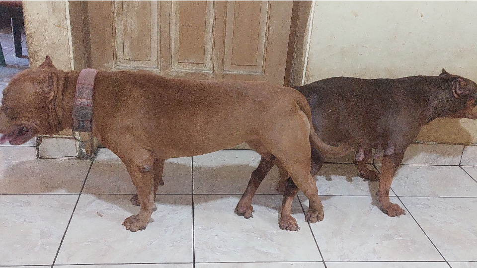 Canine