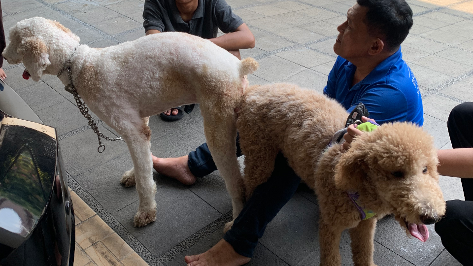 Canine