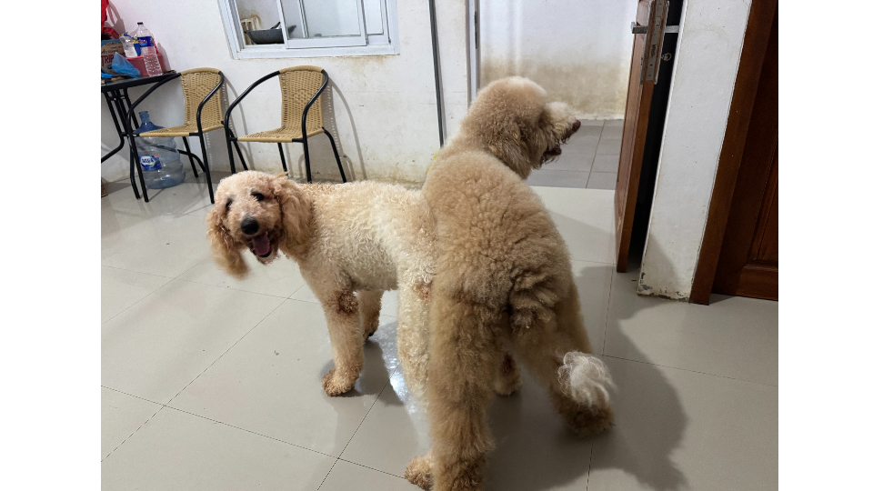 Canine