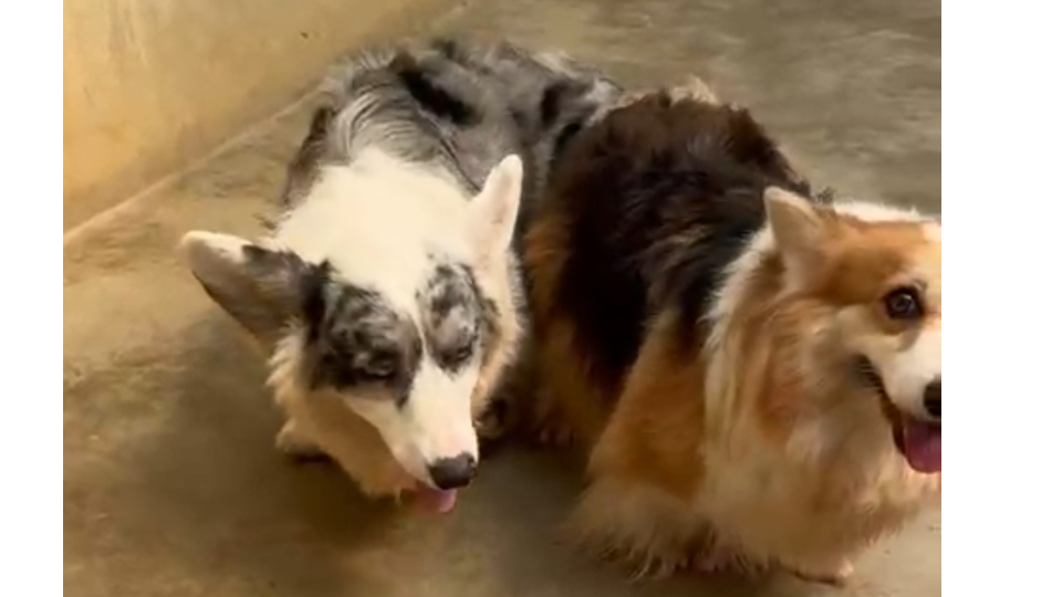 Canine