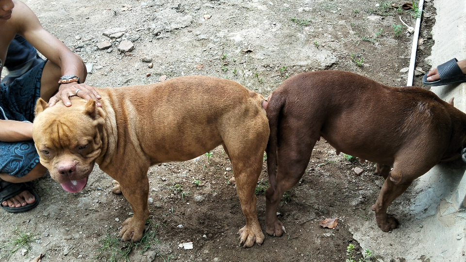 Canine